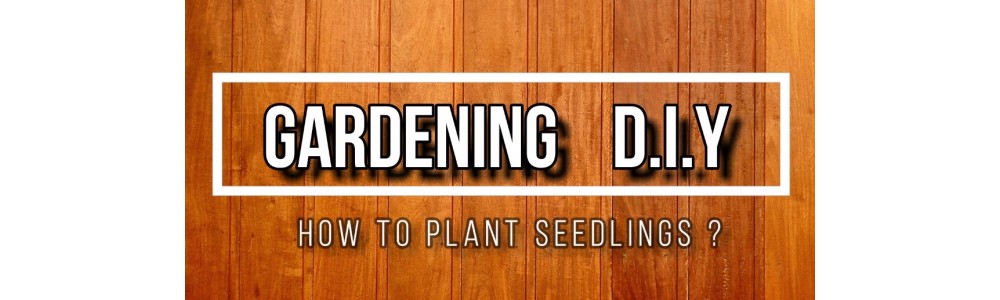 How to Plant Seedlings (Gardening DIY)