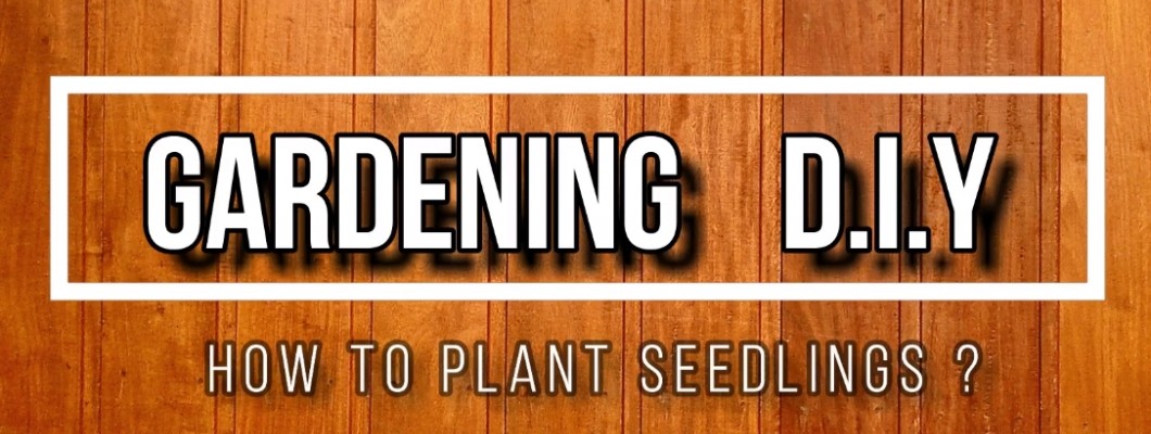 How to Plant Seedlings (Gardening DIY)