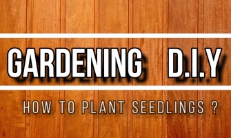 How to Plant Seedlings (Gardening DIY)