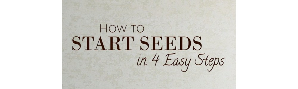 How to Start Seeds in 4 Easy Steps