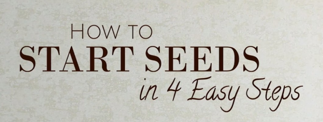 How to Start Seeds in 4 Easy Steps