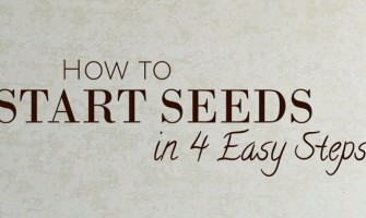 How to Start Seeds in 4 Easy Steps