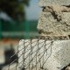 Galvanized G.I Expanded Metal Mesh 3" 75MM x 0.35MM (T) x 120' (L) - COIL Galvanized G.I Expanded Metal Mesh 3" 75MM x 0.35MM (T) x 120' (L) - COIL