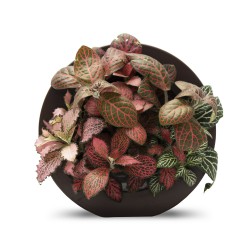 Midore GP10170403.1 Fittonia with Round Frame