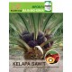 Real Strong MPOB F4 Bio-Chemical Fertilizer (NPKMB 9:6:18:2:0.5) 25KG 