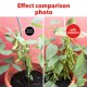 Baba Compost Based Fertilizer 7L Baba Compost Based Fertilizer 7L