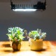 SANSI 100W Dimmable LED Grow Light Full Spectrum And Sunlight Grow Light Lamp For Indoor Garden Houseplants/Greenhouse SANSI 100W Dimmable LED Grow Light Full Spectrum And Sunlight Grow Light Lamp For Indoor Garden Houseplants/Greenhouse