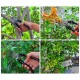 CN ''FENGSHUO'' #168 Pruning Shears Black Handle 8'' (200MM) + FREE 1PC Spring CN ''FENGSHUO'' #168 Pruning Shears Black Handle 8'' (200MM) + FREE 1PC Spring