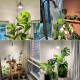 SANSI 40W LED Grow Light Bulb Daylight Full Spectrum Dimmable E27 Base With Remote Control 