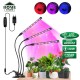 Home Store 'ILED' #AK0512 30W Adjustable 3-Tube Clip-On Light Holder Flexible Clip Clamp Indoor Plant LED Grow Light Red & Blue Spectrum Home Store 'ILED' #AK0512 30W Adjustable 3-Tube Clip-On Light Holder Flexible Clip Clamp Indoor Plant LED Grow Light Red & Blue Spectrum