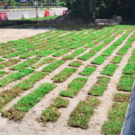 Cow Grass/Rumput Hidup 1sqft (12'' x 12'') Cow Grass/Rumput Hidup 1sqft (12'' x 12'')