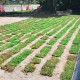 Cow Grass/Rumput Hidup 1sqft (12'' x 12'') Cow Grass/Rumput Hidup 1sqft (12'' x 12'')