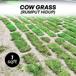 Cow Grass/Rumput Hidup 1sqft (12'' x 12'')