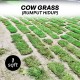 Cow Grass/Rumput Hidup 1sqft (12'' x 12'') Cow Grass/Rumput Hidup 1sqft (12'' x 12'')