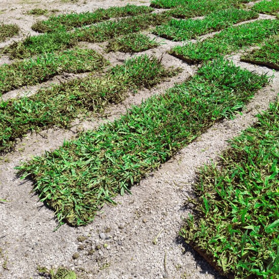 Cow Grass/Rumput Hidup 1sqft (12'' x 12'') Cow Grass/Rumput Hidup 1sqft (12'' x 12'')