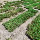 Cow Grass/Rumput Hidup 1sqft (12'' x 12'') Cow Grass/Rumput Hidup 1sqft (12'' x 12'')