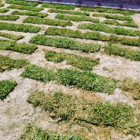 Cow Grass/Rumput Hidup 1sqft (12'' x 12'') Cow Grass/Rumput Hidup 1sqft (12'' x 12'')