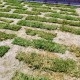 Cow Grass/Rumput Hidup 1sqft (12'' x 12'') Cow Grass/Rumput Hidup 1sqft (12'' x 12'')