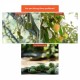 Mr Ganick SF-8091 258 Organic Fruit Tree Fertilizer 1KG Mr Ganick SF-8091 258 Organic Fruit Tree Fertilizer 1KG