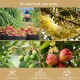 Mr Ganick SF-8457 Flowering Booster Fertilizer For Fruit Trees 400G Mr Ganick SF-8457 Flowering Booster Fertilizer For Fruit Trees 400G