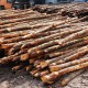Bakau Pile 5" DIA (~4 1/2" - 5 1/2") x 10' - 12' (L) Bakau Pile 5" DIA (~4 1/2" - 5 1/2") x 10' - 12' (L)