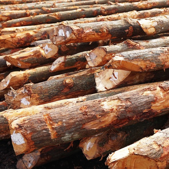 Bakau Pile 5" DIA (~4 1/2" - 5 1/2") x 10' - 12' (L) Bakau Pile 5" DIA (~4 1/2" - 5 1/2") x 10' - 12' (L)