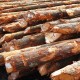 Bakau Pile 5" DIA (~4 1/2" - 5 1/2") x 10' - 12' (L) Bakau Pile 5" DIA (~4 1/2" - 5 1/2") x 10' - 12' (L)
