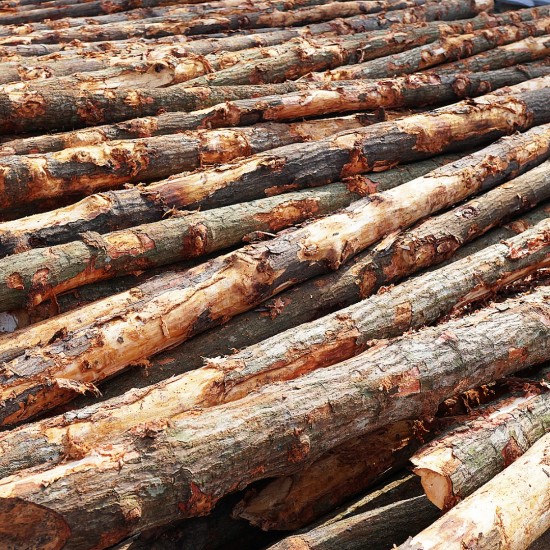 Bakau Pile 5" DIA (~4 1/2" - 5 1/2") x 10' - 12' (L) Bakau Pile 5" DIA (~4 1/2" - 5 1/2") x 10' - 12' (L)