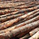 Bakau Pile 5" DIA (~4 1/2" - 5 1/2") x 10' - 12' (L) Bakau Pile 5" DIA (~4 1/2" - 5 1/2") x 10' - 12' (L)