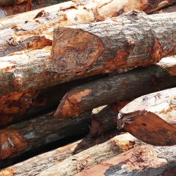Bakau Pile 5" DIA (~4 1/2" - 5 1/2") x 10' - 12' (L)