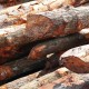 Bakau Pile 5" DIA (~4 1/2" - 5 1/2") x 10' - 12' (L) Bakau Pile 5" DIA (~4 1/2" - 5 1/2") x 10' - 12' (L)