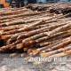 Bakau Pile 5" DIA (~4 1/2" - 5 1/2") x 10' - 12' (L) Bakau Pile 5" DIA (~4 1/2" - 5 1/2") x 10' - 12' (L)