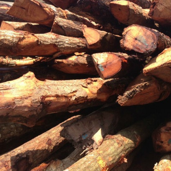Bakau Pile 5" DIA (~4 1/2" - 5 1/2") x 10' - 12' (L) Bakau Pile 5" DIA (~4 1/2" - 5 1/2") x 10' - 12' (L)