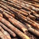 Bakau Pile 5" DIA (~4 1/2" - 5 1/2") x 10' - 12' (L) Bakau Pile 5" DIA (~4 1/2" - 5 1/2") x 10' - 12' (L)
