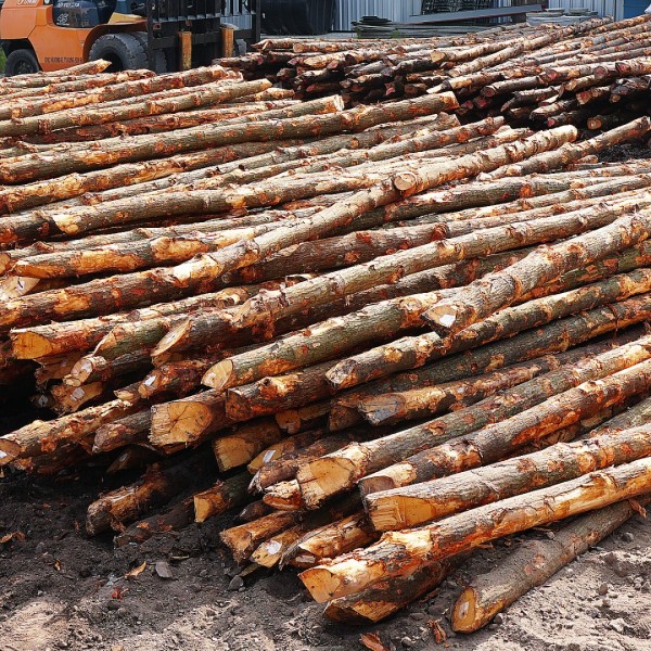 Bakau Pile 5" DIA (~4 1/2" - 5 1/2") x 10' - 12' (L)